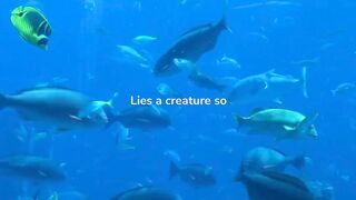 Fish poem