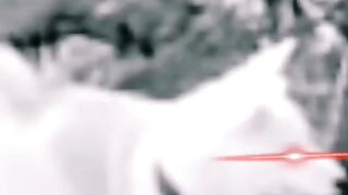 Funniest Animals ???? - Best Of The 2023 Funny Animal dogs Videos