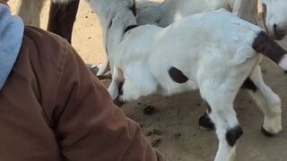Little kid playing with goat
