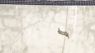 A Skater Rescuing A Wild Bun From A Pool