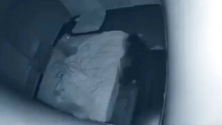 Watch more of Funniest Animals Ever! funniest animals...