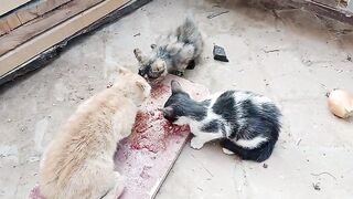 Its Cats eating time|hahahhaha
