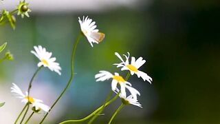 Flowers poem