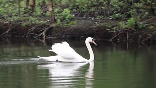 Good morning with swans...