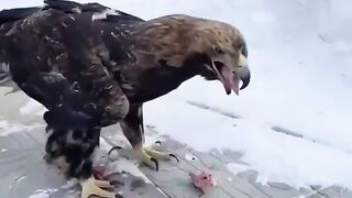 Eagle eating meat