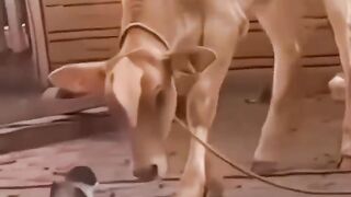 Cats are strong