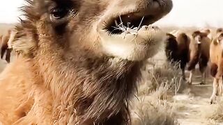 Camel ky khraha ha