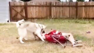 Funny videos ????????????????????