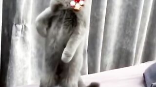 Кошки с собаки смешная нарезка