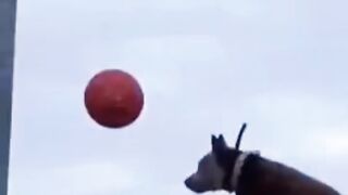 Funy videos