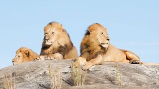 be like a lion in your journeyyy....