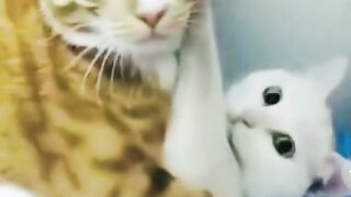 female cat cheating with male cat