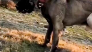 AGGRESSIVE TURKISH KANGAL SHEPHERD DOG