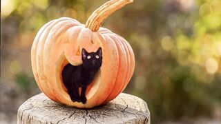 Cat Feline Kitten