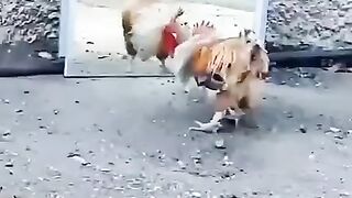 crazy chicken.funny