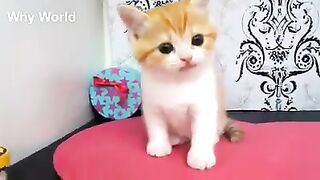 Cute little cats