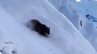 Bear running deep snow Fall