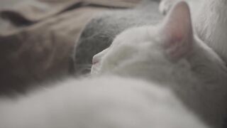Cat video