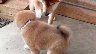 Dog and dog child eating food