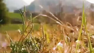 Nature beauty