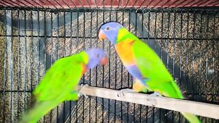 Beautiful parrot pair ????????????