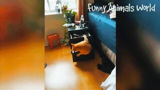 Real video