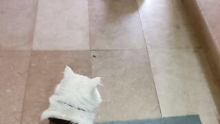 fighter cat