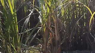 Sugar cane