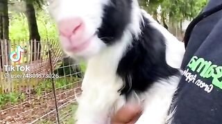 Goat baby