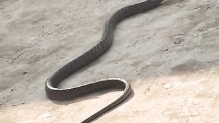 Snake video