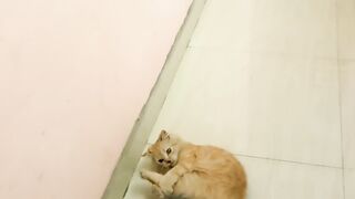 Cute cat