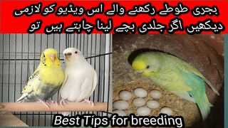 Bugies parrot ki cage setting kasay kray|Awan2023