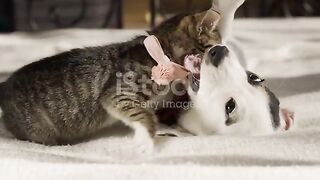 Cat and dog fight