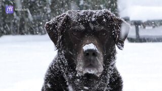 Labrador Dog Retriever Australian
