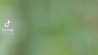 Cute Sparrow