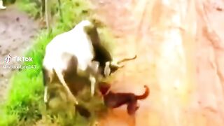 Cow vs dogs