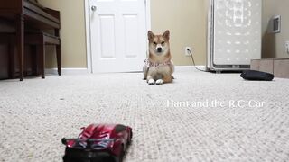 Dog playing