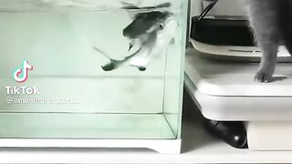 Cat & fish