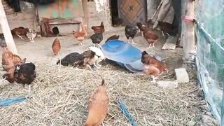 Desi Murgi Farm Business में कमा रहे हैं अच्छा Profit | How To Start Poultry Farm | Desi Murgi Palan
