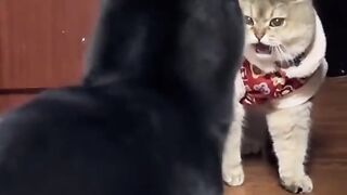 Cat vs dog
