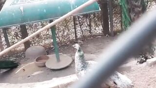 Peacock Shining