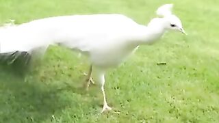 Beautiful wait animals veiw