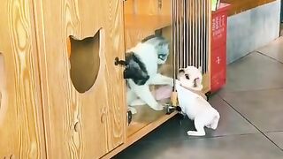 Cat Vs Dog