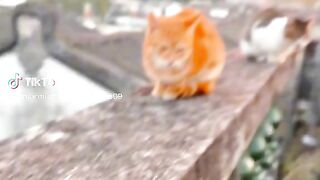 CAT VIDEOGRAPHY CUTE CAT 2023