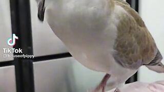 Like a bird love ❤❤❤