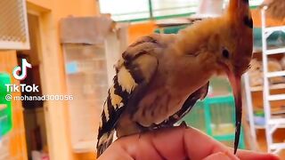 Cute Birds