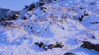 Snow Fall