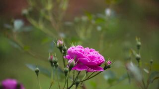 nice video Hi guys watch this beautiful video , #short