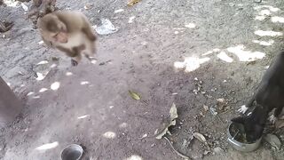 Dog vs monkey