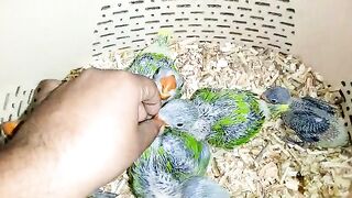 HOME BREED || RAW CHICKS|| BIRDS LOVER